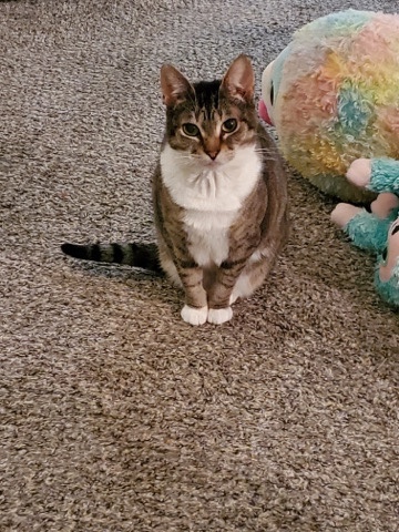 brown tabby