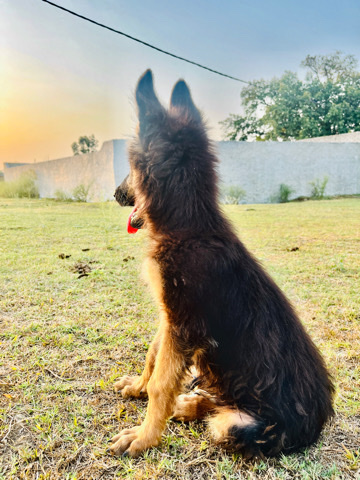 German Shepherd – German shepherd double court
