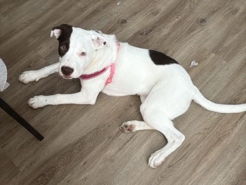 American Pit Bull Terrier – Sunni – Madison
