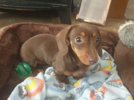 Dachshund – miniature dachshund