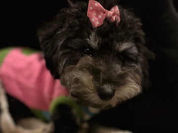 Goldendoodle – Mavis the Micro Goldendoodle – Capitol Heights