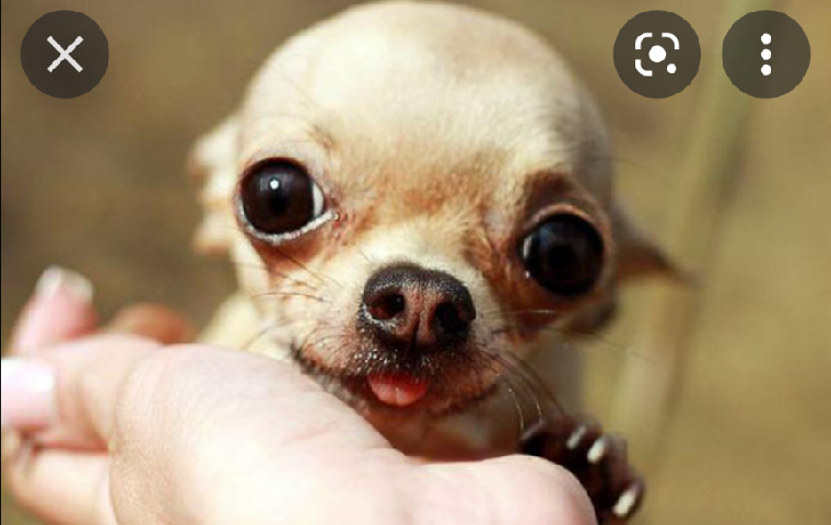 Chihuahua – applehead Chihuahua puppy