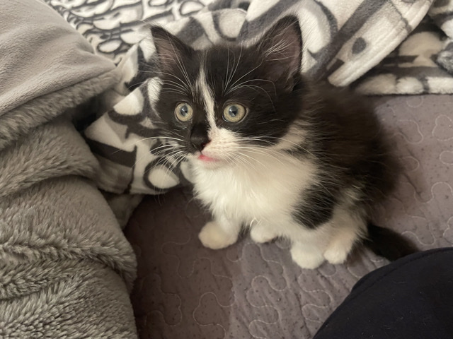 2 kittens