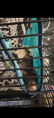 Any – pet rats