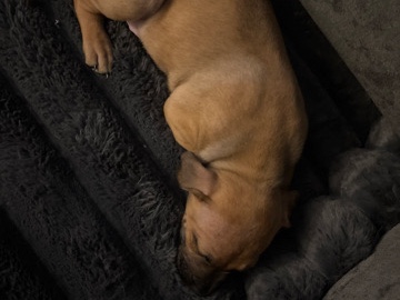 American Pit Bull Terrier – puppy – Indianapolis