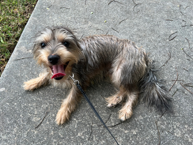 Yorkshire Terrier – Yorkie male