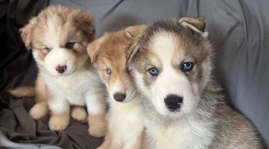Siberian Husky – Husky Pups