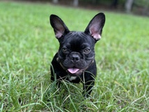 French Bulldog – Adorable French Bulldog Puppy – 7 Months Old in New York – New York