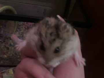 Friendly Rabbit for Rehoming in Concord – Concord