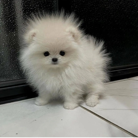 Pomeranian – pomeranians