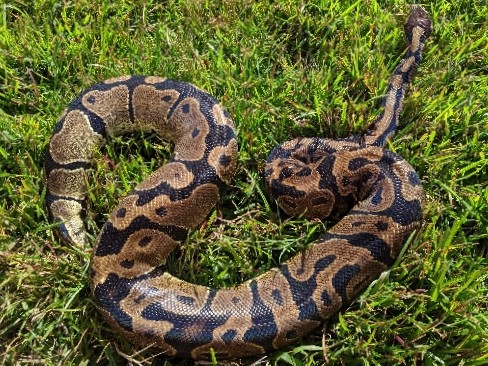 Normal Ball Python