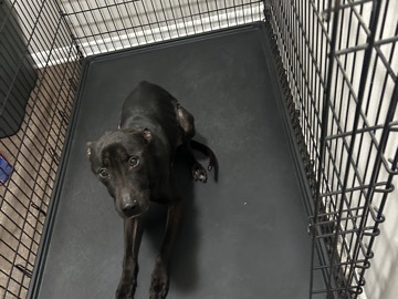 Labrador Retriever – Pet needs new home – Smyrna