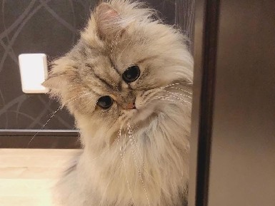 Persian (Modern) – Adorable 2-Month-Old Persian Cats for Sale