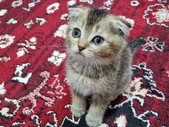 Image of British Shorthair