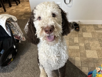bernadoodle – Saratoga Springs