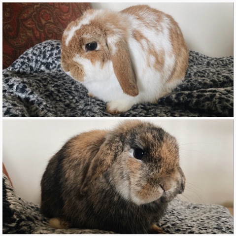 Holland Lop – Selling a pair of friendly holland lop bunnies