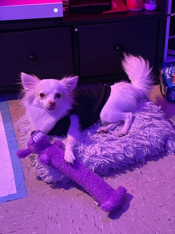 Chihuahua – Marshmallowww
