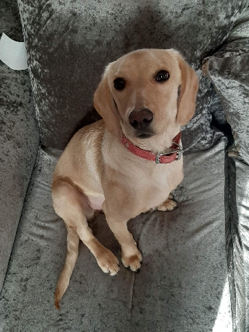 Labrador Retriever – labrador retriever