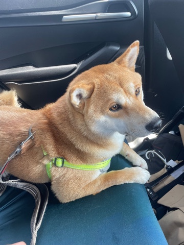 Shiba Inu
