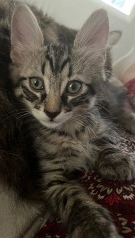 Maine Coon – Maine **** Mixed Kitten