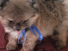 Pomeranian – pomeranian  puppy – Palmdale