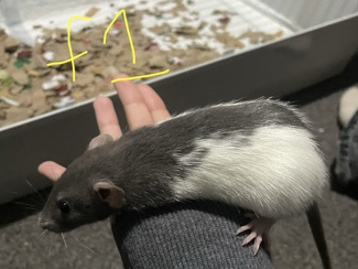 Rat – Fancy Rats – Hessle