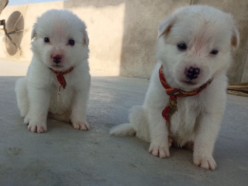 Pomeranian – pet for sale