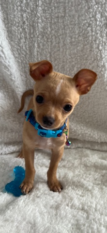 Chihuahua – Beautiful TeaCup Chihuahua(MIAMI ONLY)
