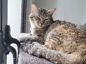 Beautiful Belle cat – Cyberjaya