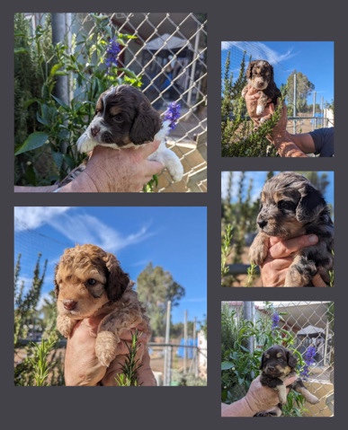 Mini Bernadoodle Puppies