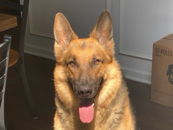 German Shepherd – Tyson needs a new home..Fantastic Dog