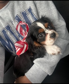 King Charles for sale