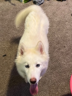 Siberian Husky – Siberian Husky