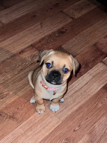 Pug – 2 Month Old Puppy