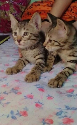 Australian Mist – cat bella & honey