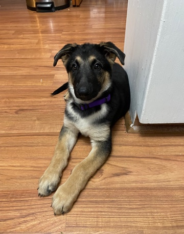 German Shepherd – german Shepard puppy