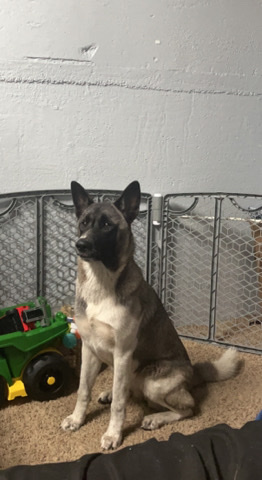 Akita – need to find home before February
