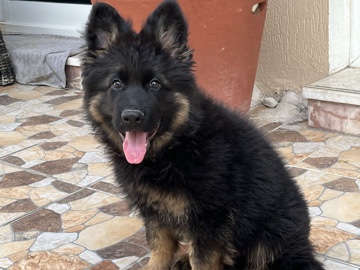 German Shepherd - German shepherd  available for adoption in Dubai