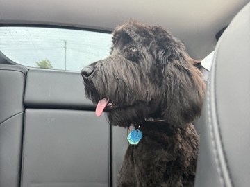 Goldendoodle – Friendly 11-Month-Old Goldendoodle for Rehoming in Frisco – Frisco