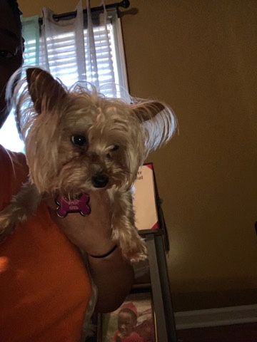 Yorkshire Terrier – teacup yorkie for sell
