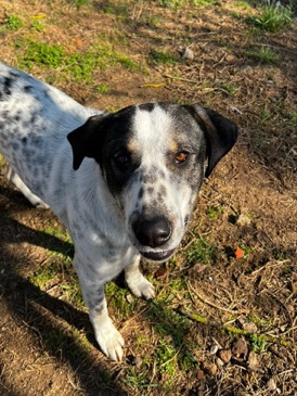 Adam looking for a home