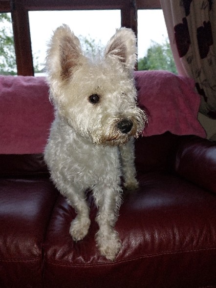 West Highland Terrier for sale