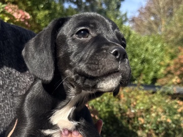 French Bulldog x English Setter Male Puppy – 9 Weeks Old – Braine-le-Château