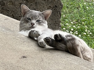 Siamese – Coolest Cat Ever – Haskell