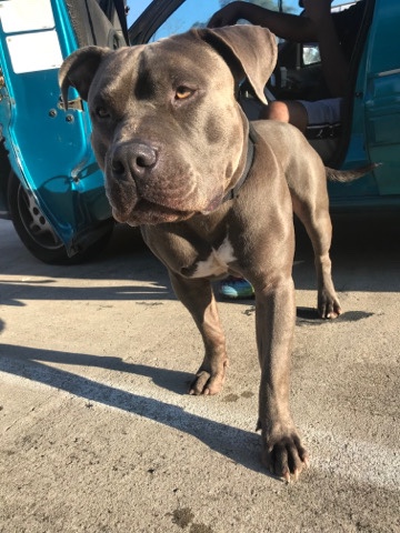 American Pit Bull Terrier – Blue Nose Pit