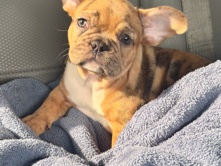 French Bulldog – Big Momma – DuPont