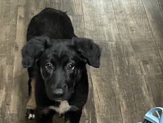 German Shepherd – LuLu – Concord