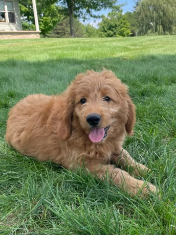 mini goldendoodle