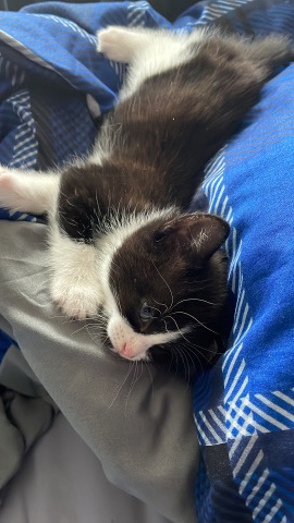 kittens