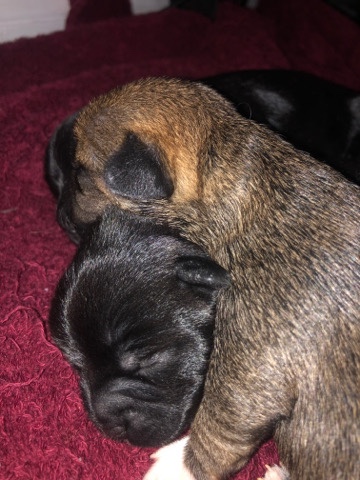 sweet puppy needs a new home